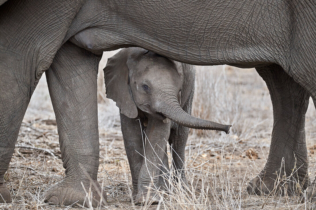 Afrikanischer Elefant ,Loxodonta africana, juvenile, Krüger Nationalpark, Südafrika, Afrika