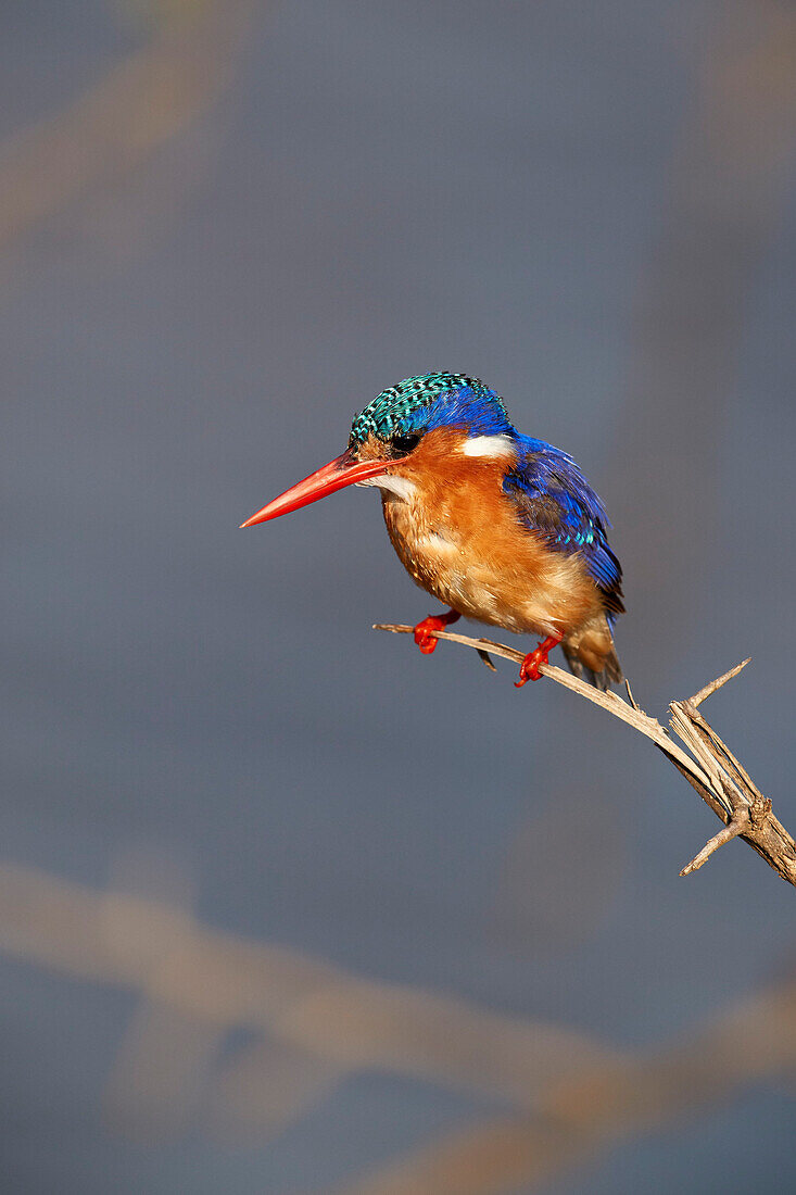 Malachit-Eisvogel ,Alcedo cristata, Krüger Nationalpark, Südafrika, Afrika