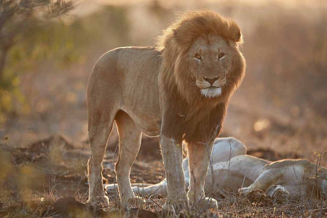 Lion ,Panthera leo, Kruger National Park, South Africa, Africa