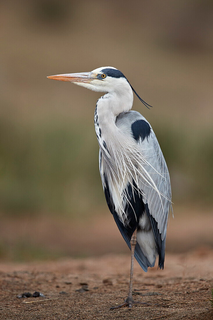 Graureiher ,Graureiher, ,Ardea cinerea, Krüger Nationalpark, Südafrika, Afrika