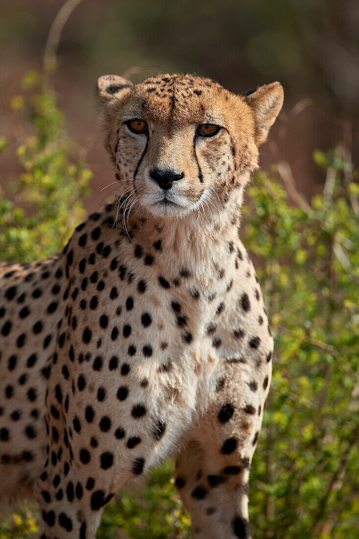 Gepard ,Acinonyx jubatus, Krüger Nationalpark, Südafrika, Afrika