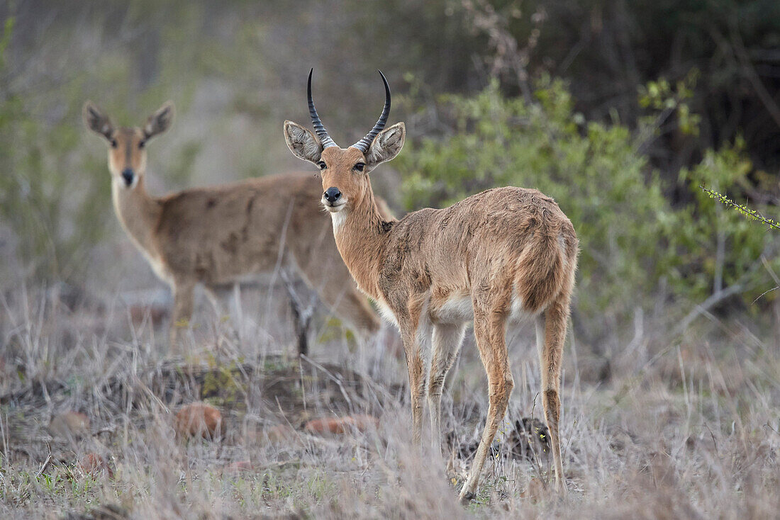 Common ,Southern, reedbuck ,Redunca arundinum, pair, Kruger National Park, South Africa, Africa