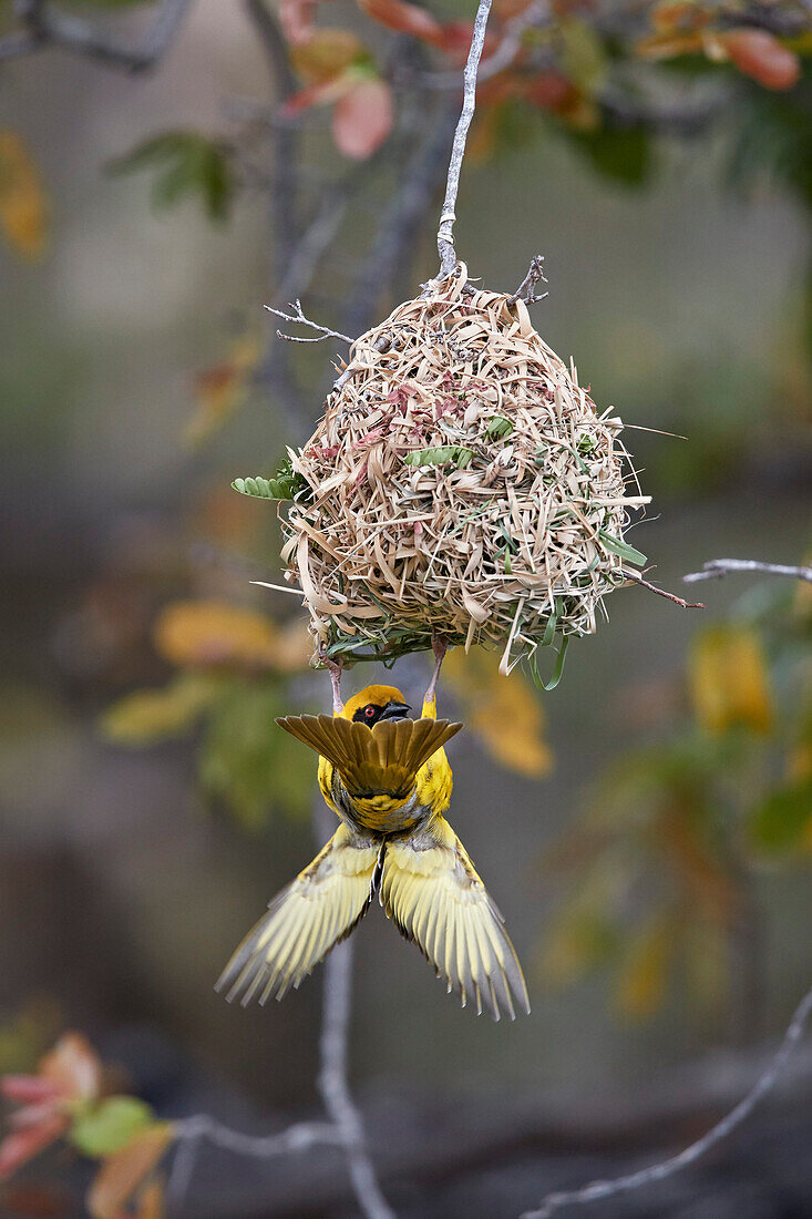 Südlicher Maskenweber ,Ploceus velatus, Männchen baut ein Nest, Krüger Nationalpark, Südafrika, Afrika