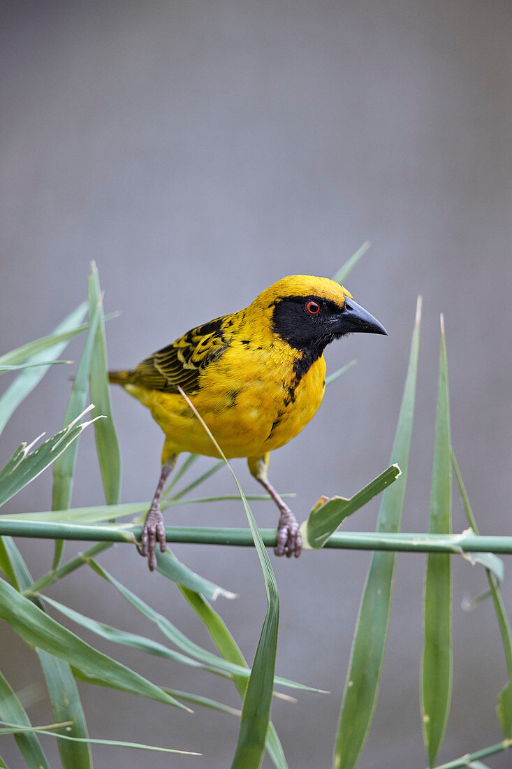 Südlicher Maskenweber ,Ploceus velatus, männlich, Krüger Nationalpark, Südafrika, Afrika