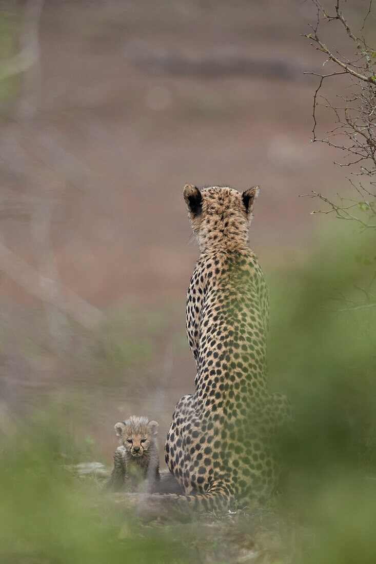 Cheetah ,Acinonyx jubatus, Mutter und winziges Junges, Kruger National Park, Südafrika, Afrika