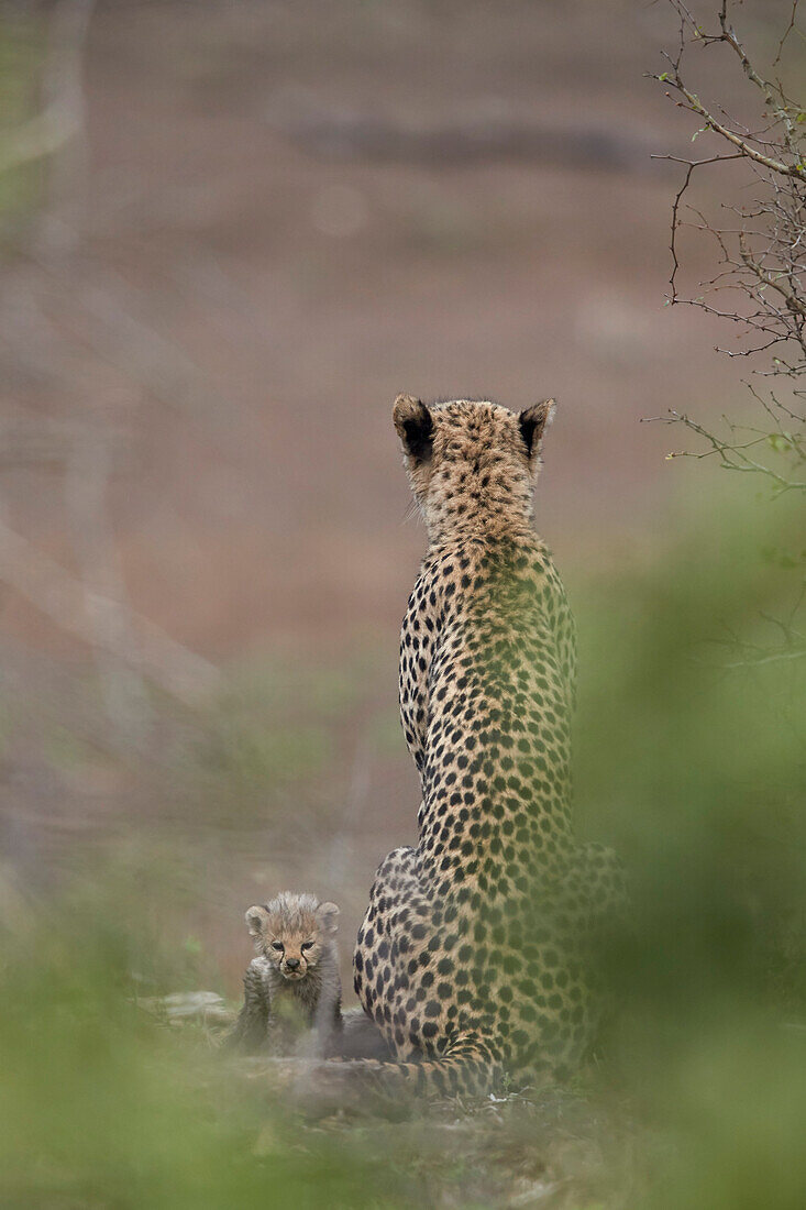 Cheetah ,Acinonyx jubatus, mother and tiny cub, Kruger National Park, South Africa, Africa