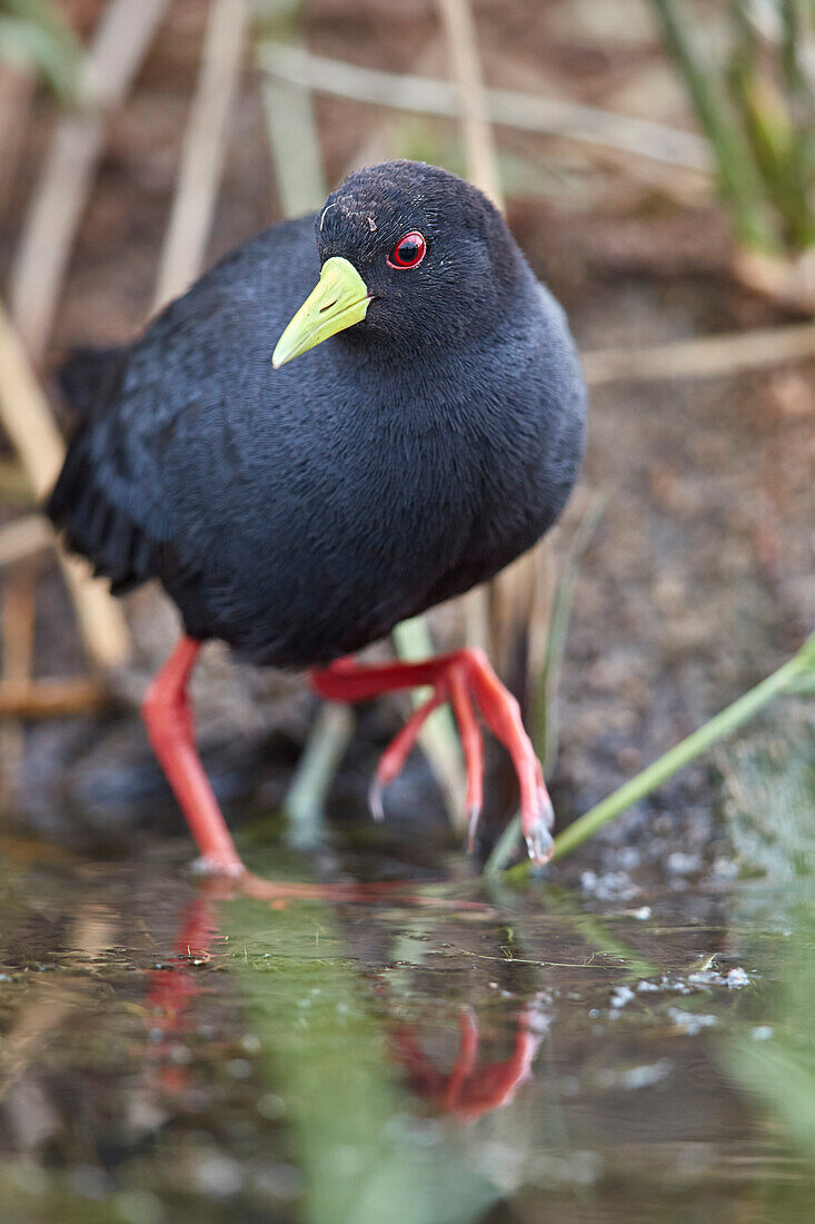 Black crake ,Amaurornis flavirostris, Kruger National Park, South Africa, Africa