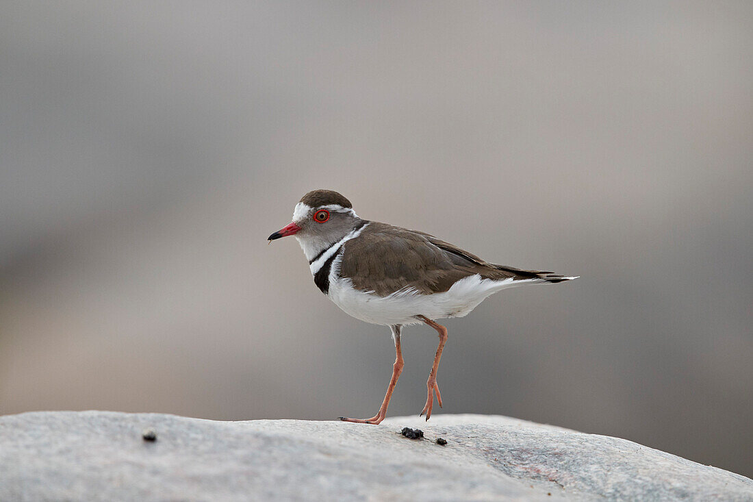 Three-banded plover ,Charadrius tricollaris, Kruger National Park, South Africa, Africa