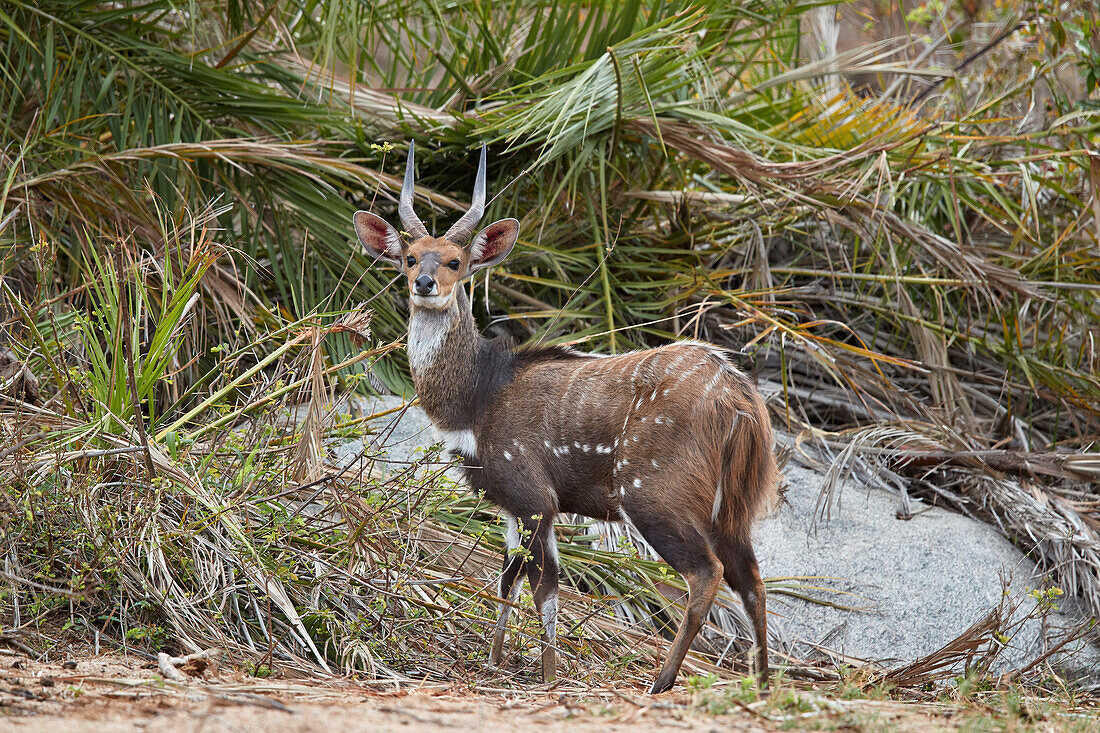 Buschbock ,Kewel, ,Tragelaphus scriptus, Bock, Krüger Nationalpark, Südafrika, Afrika