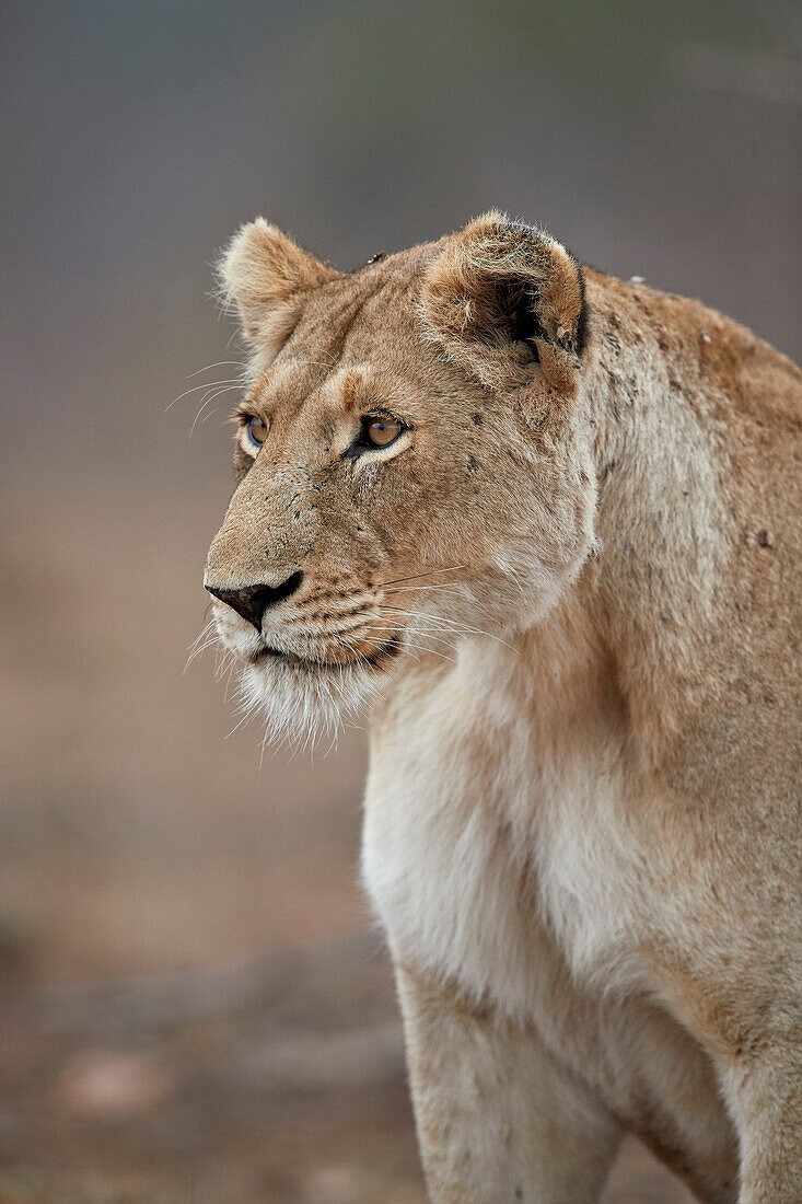 Lioness ,Panthera leo, Kruger National Park, South Africa, Africa