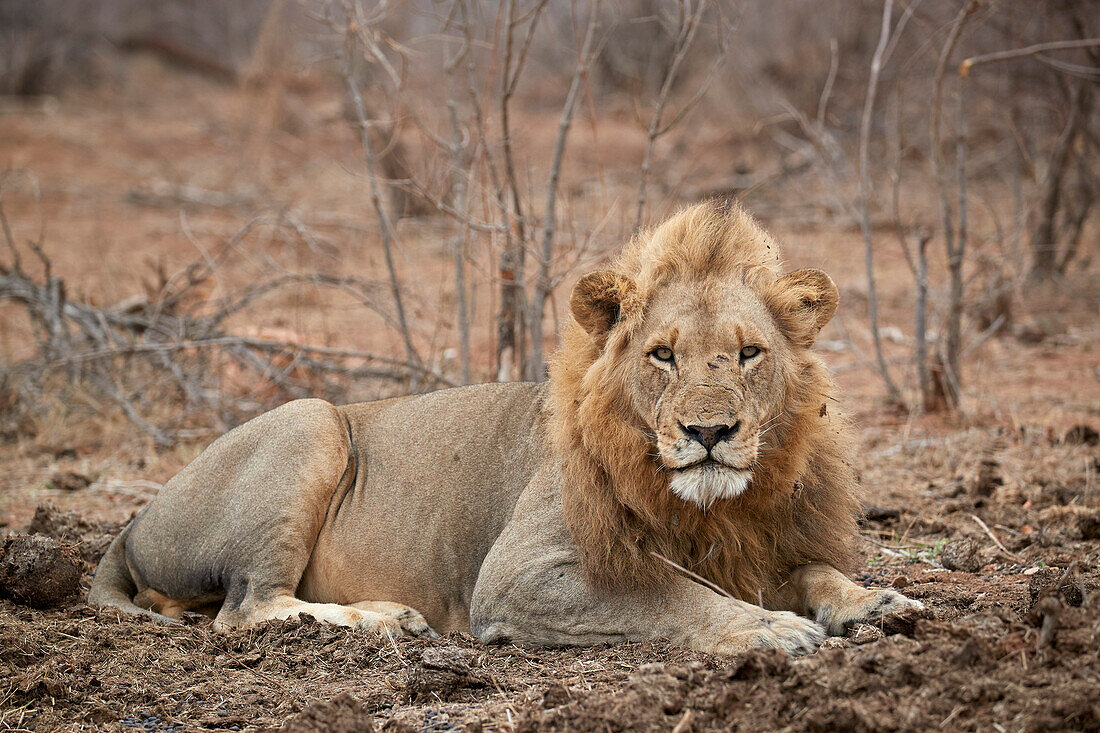 Lion ,Panthera leo, Kruger National Park, South Africa, Africa