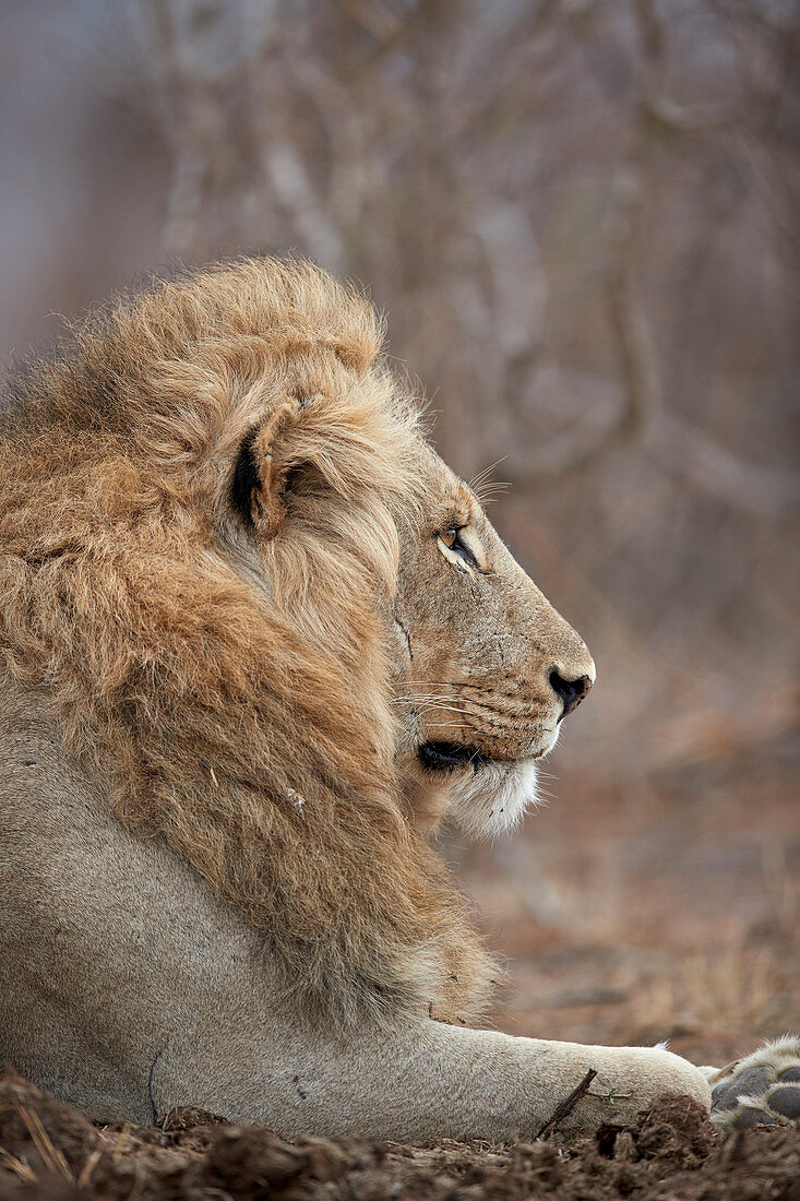 Lion ,Panthera leo, Kruger National Park, South Africa, Africa