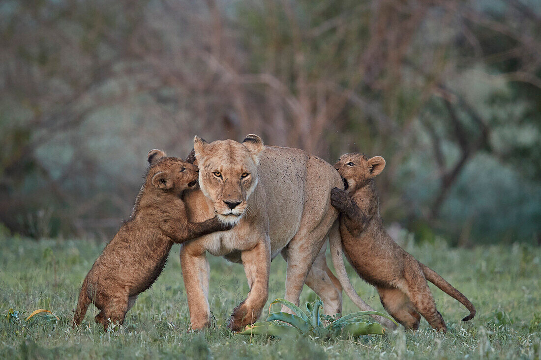 Löwe ,Panthera leo, zwei Junge spielen mit ihrer Mutter, Ngorongoro-Krater, Tansania, Ostafrika, Afrika