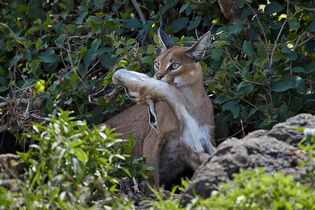 Caracal ,Caracal caracal, mit einer jungen Thomson-Gazelle ,Gazella thomsonii, Ngorongoro-Krater, Tansania, Ostafrika, Afrika