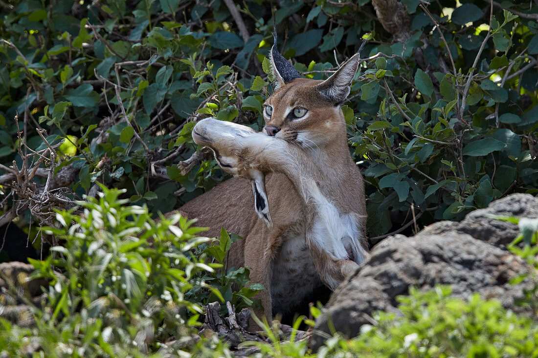 Caracal ,Caracal caracal, with a young Thomson's Gazelle ,Gazella thomsonii, Ngorongoro Crater, Tanzania, East Africa, Africa