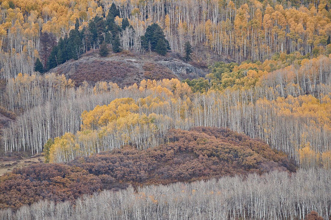 Yellow aspen trees in the fall, Uncompahgre National Forest, Colorado, United States of America, North America