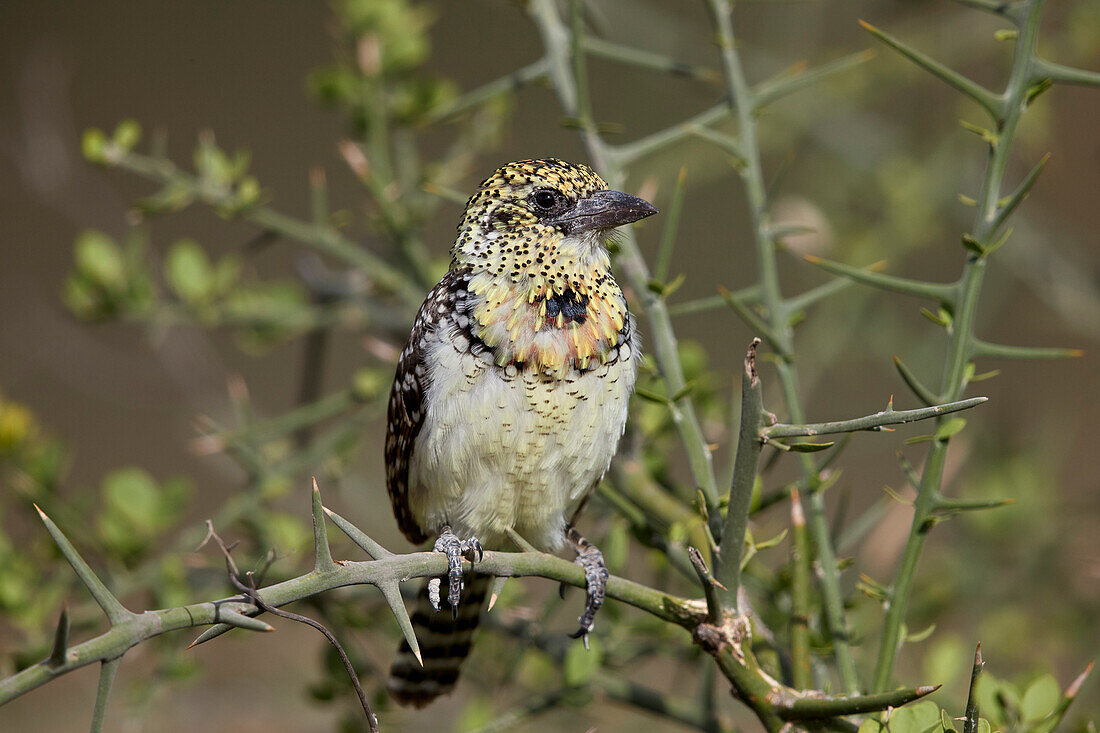 D'Arnaud's barbet ,Trachyphonus darnaudii, Ngorongoro Conservation Area, Tanzania, East Africa, Africa