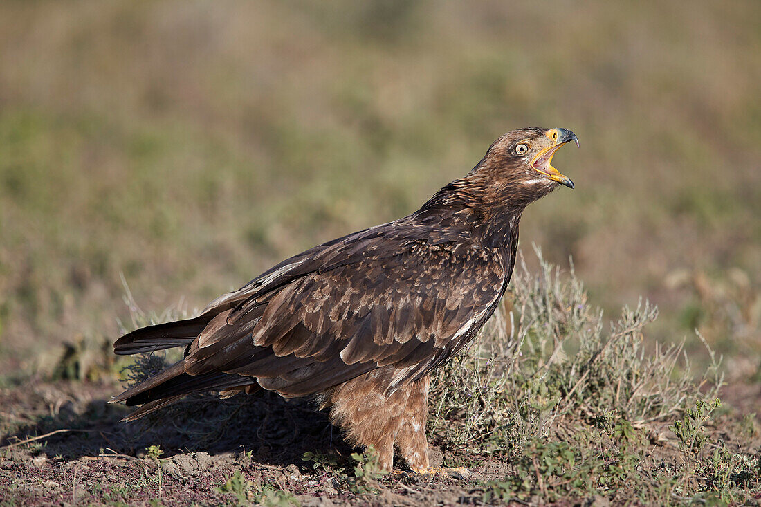 Tawny eagle ,Aquila rapax, calling, Ngorongoro Conservation Area, Tanzania, East Africa, Africa