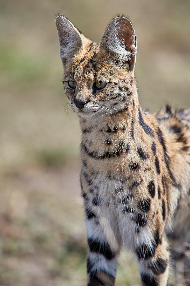 Serval ,Felis serval, Ngorongoro-Schutzgebiet, Tansania, Ostafrika, Afrika