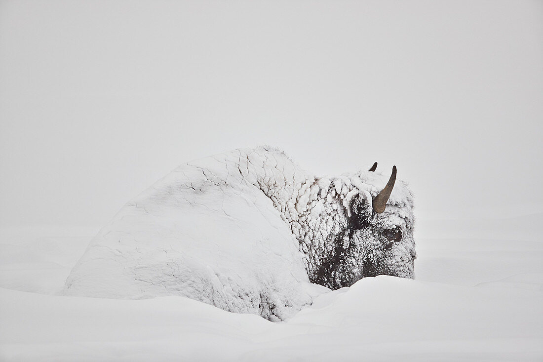Bison ,Bison bison, im Winter mit Schnee bedeckt, Yellowstone National Park, Wyoming, Vereinigte Staaten von Amerika, Nordamerika