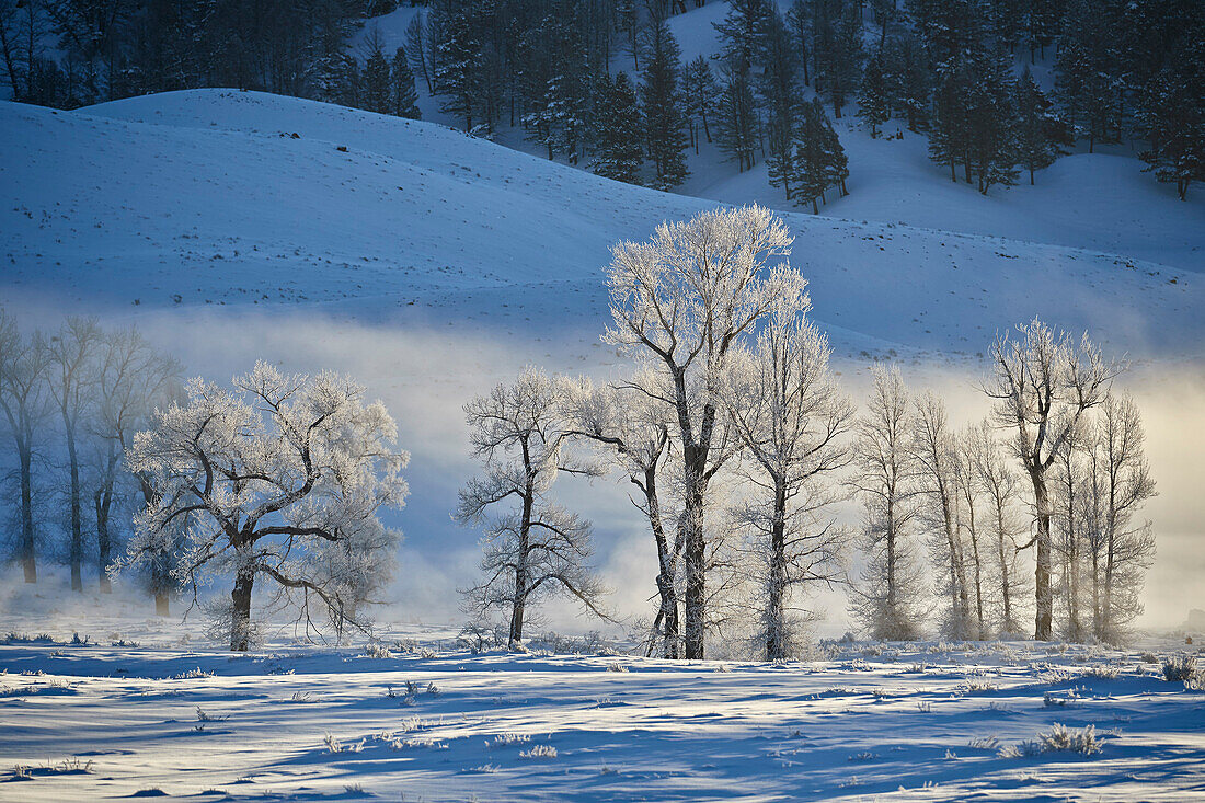 Backlit frost-covered cottonwood trees in the winter, Yellowstone National Park, UNESCO World Heritage Site, Wyoming, United States of America, North America