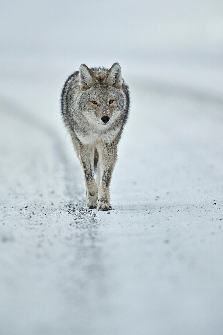 Coyote ,Canis latrans, im Schnee im Winter, Yellowstone National Park, Wyoming, Vereinigte Staaten von Amerika, Nordamerika