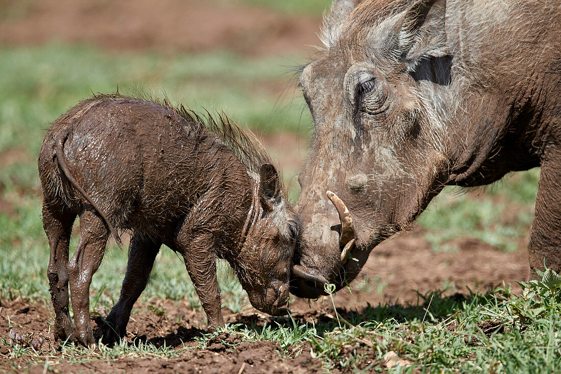 Warzenschwein ,Phacochoerus aethiopicus, adult und Ferkel, Ngorongoro-Krater, Tansania, Ostafrika, Afrika