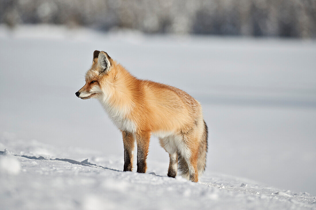 Rotfuchs ,Vulpes vulpes, ,Vulpes fulva, im Schnee im Winter, Grand Teton Nationalpark, Wyoming, Vereinigte Staaten von Amerika, Nordamerika