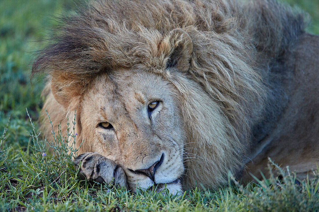 Lion ,Panthera leo, resting, Ngorongoro Crater, Tanzania, East Africa, Africa