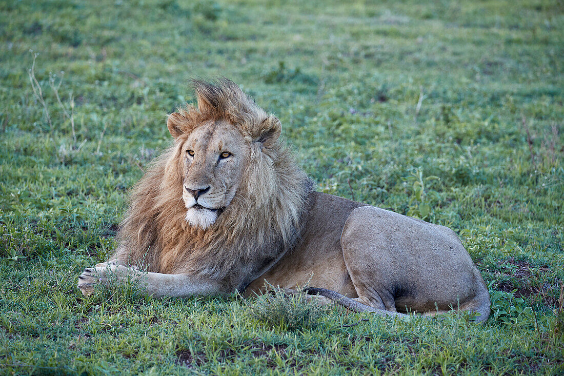 Lion ,Panthera leo, Ngorongoro Crater, Tanzania, East Africa, Africa