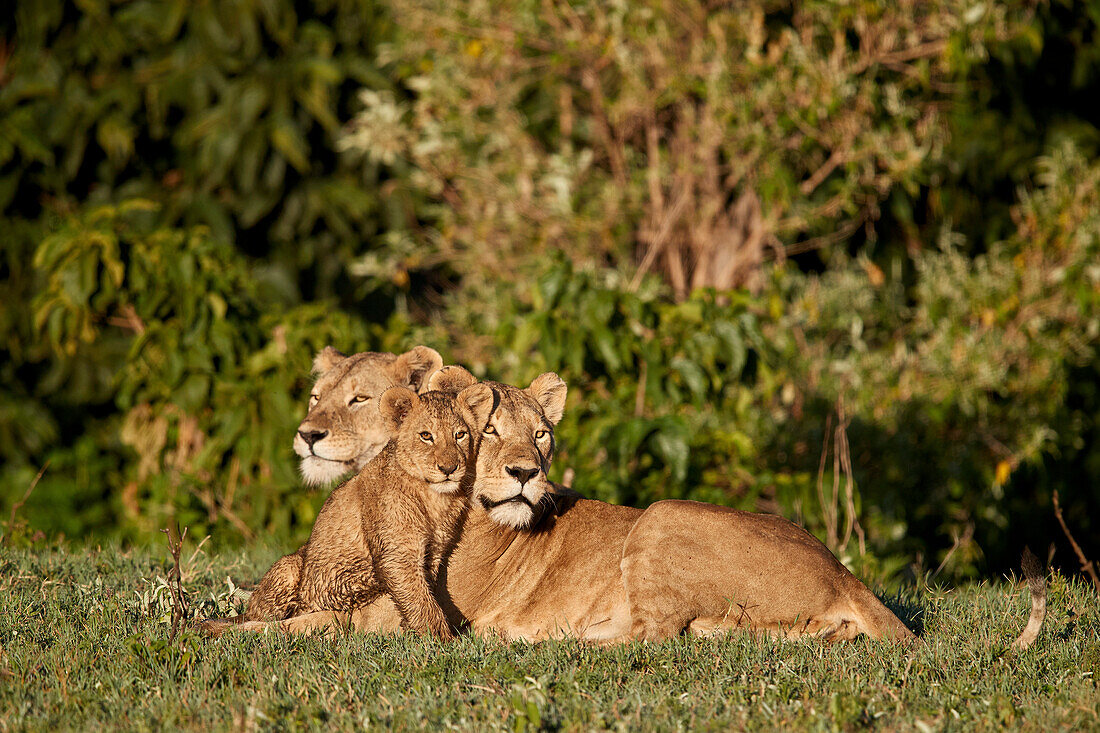 Zwei Löwinnen ,Panthera leo, und ein Junges, Ngorongoro-Krater, Tansania, Ostafrika, Afrika