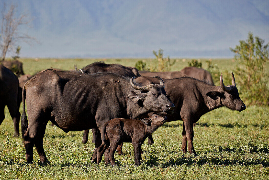 Cape buffalo ,African buffalo, ,Syncerus caffer, cow and calf, Ngorongoro Crater, Tanzania, East Africa, Africa