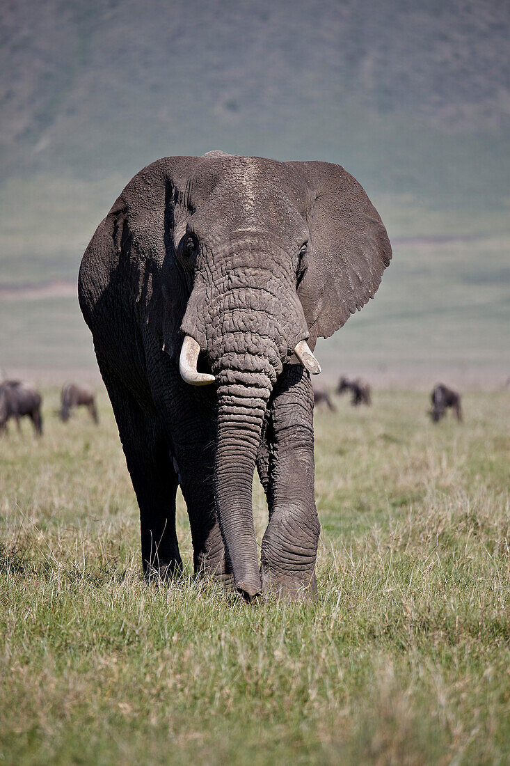 Stier des afrikanischen Elefanten ,Loxodonta africana, Ngorongoro-Krater, Tansania, Ostafrika, Afrika