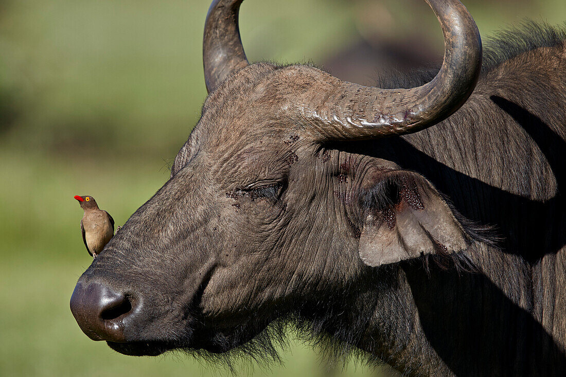 Rotschnabel-Madenhacker ,Buphagus erythrorhynchus, an einem Kapbüffel ,Syncerus caffer, Ngorongoro-Krater, Tansania, Ostafrika, Afrika