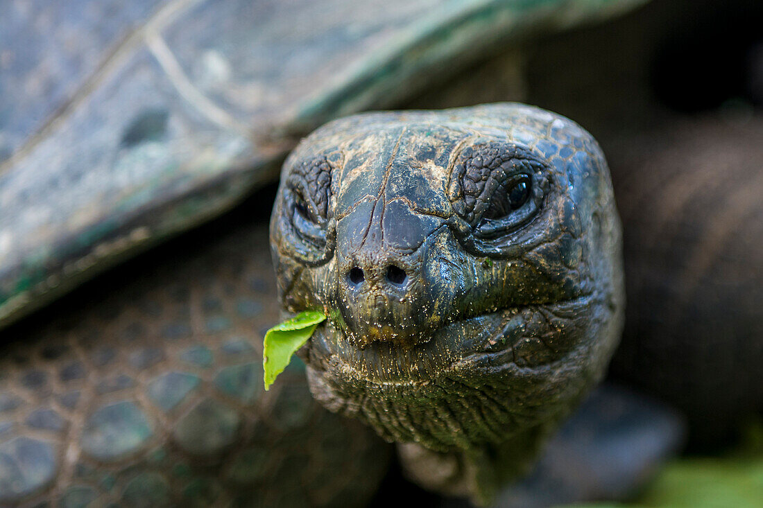 Aldabra Riese Seychellenschildkröte ,Aldabrachelys gigantea, Anse Takamaka, Mahe, Republik der Seychellen, Indischer Ozean, Afrika