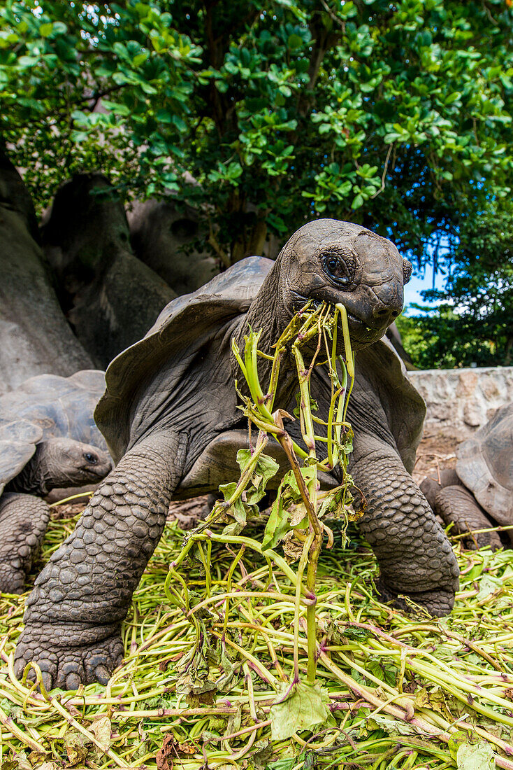 Riesen-Aldabra Seychellenschildkröte ,Aldabrachelys gigantea, Union Estate Park, La Digue, Republik Seychellen, Indischer Ozean, Afrika