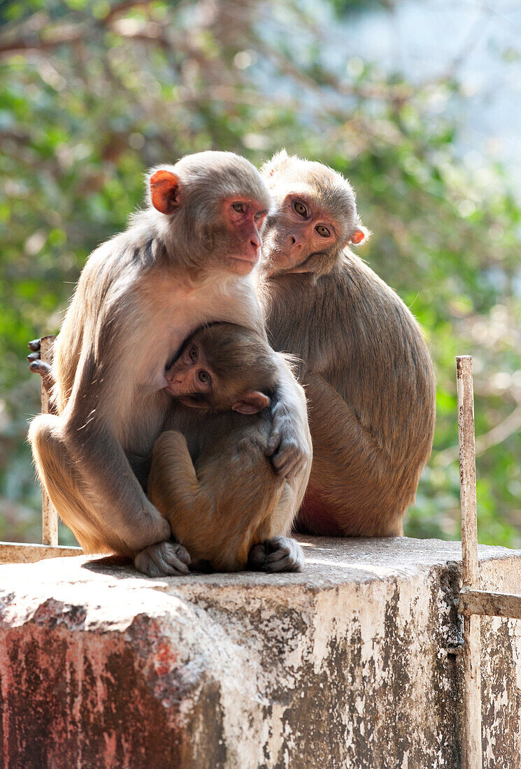 Family of monkeys, baby suckling, at Kapilash Temple ,Chandrashekhar Temple, Dhenkanal District, Odisha, India, Asia