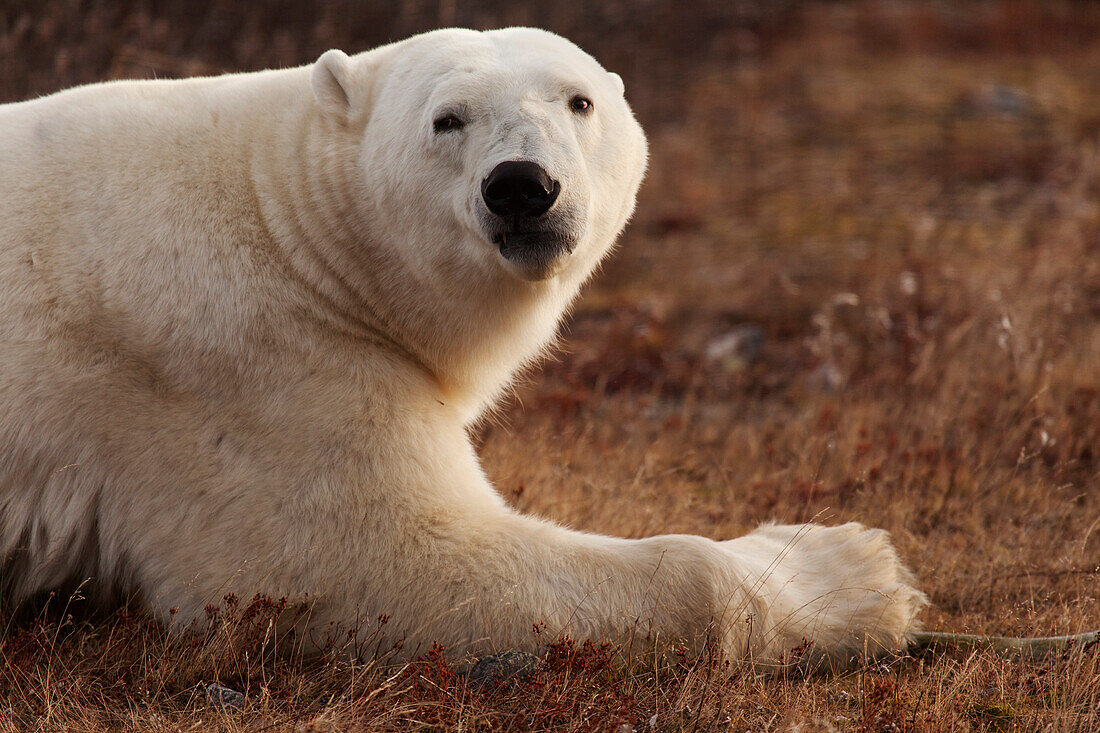 Alert polar bear ,Ursus maritimus, on sub-arctic tundra grassland north of Churchill in Manitoba, Canada, North America
