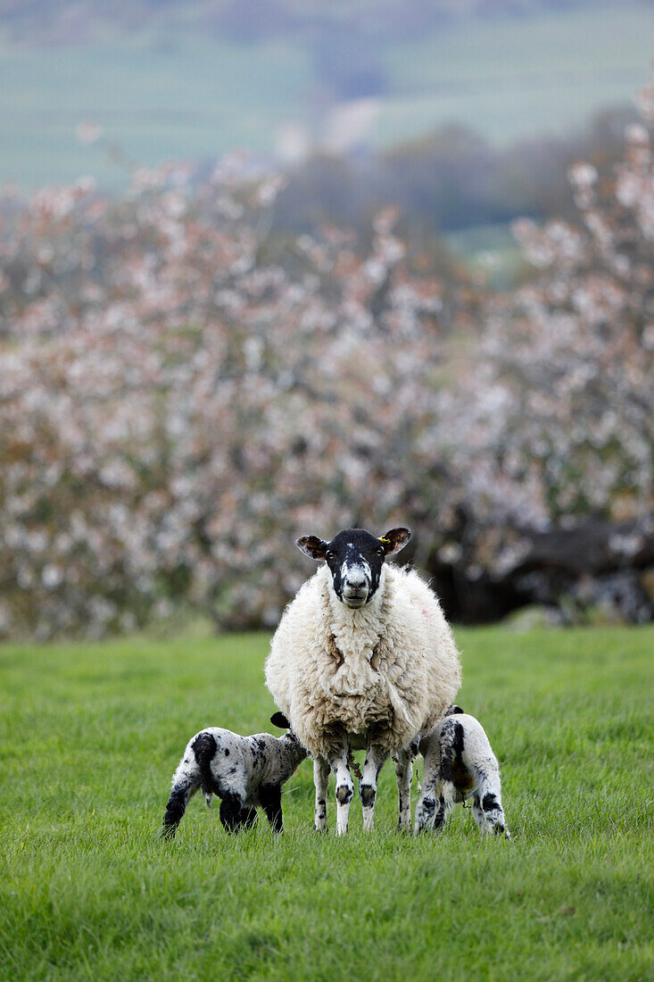 Ewe feeding two lambs in field in spring, Mickleton, Cotswolds, Gloucestershire, England, United Kingdom, Europe