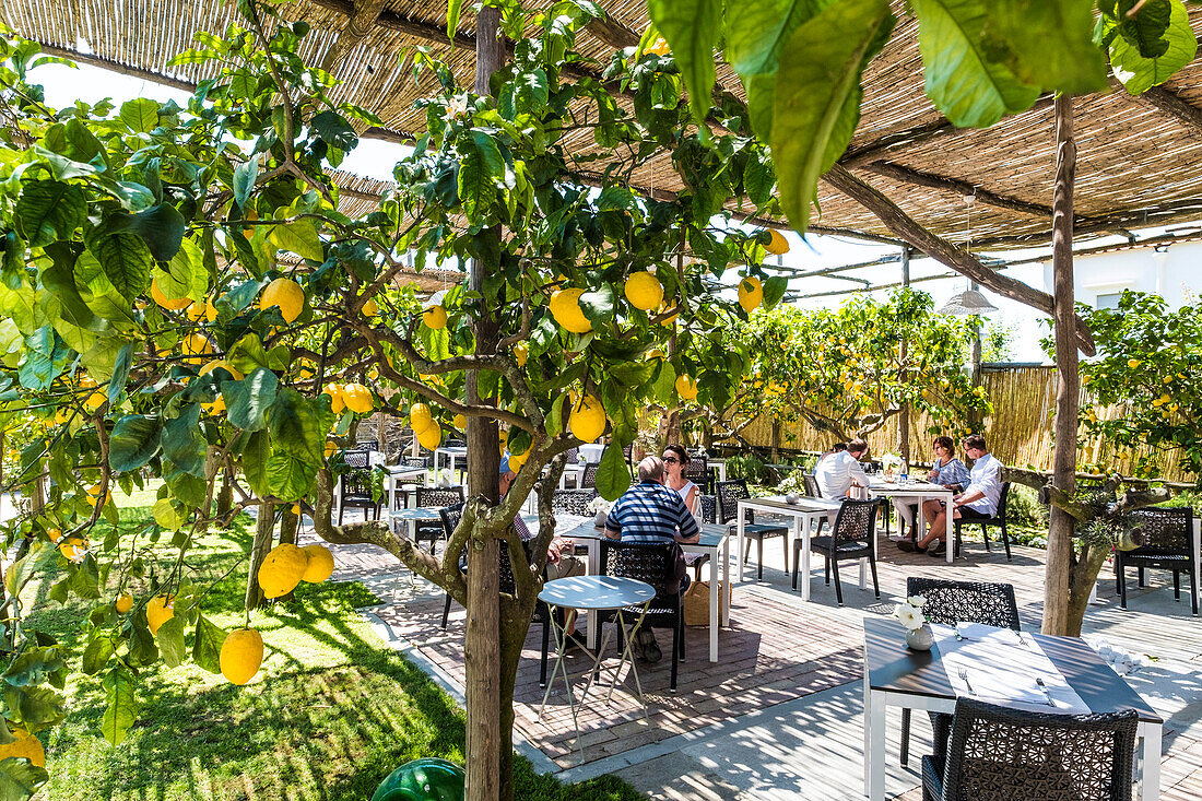 Zitronenbaum mit Früchten im Restaurant La Zagara in Anacapri, Insel Capri, Golf von Neapel, Italien