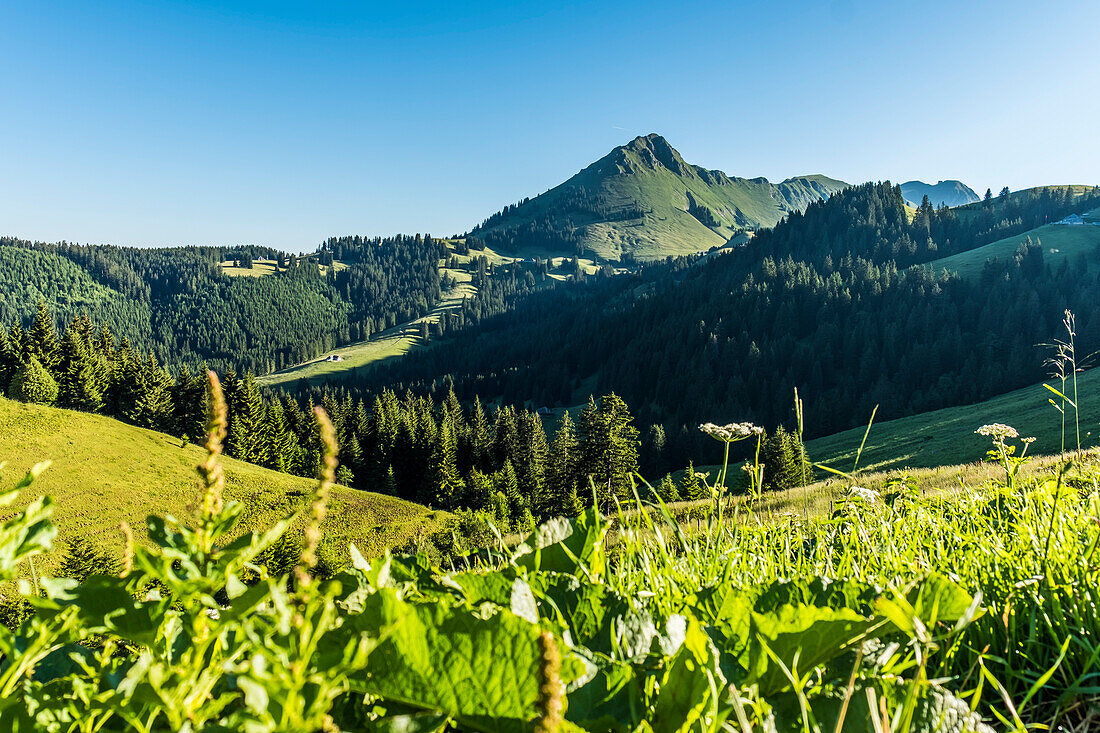 Berglandschaft bei Chatel-Saint-Denis, Gruyère, Kanton Freiburg, Schweiz