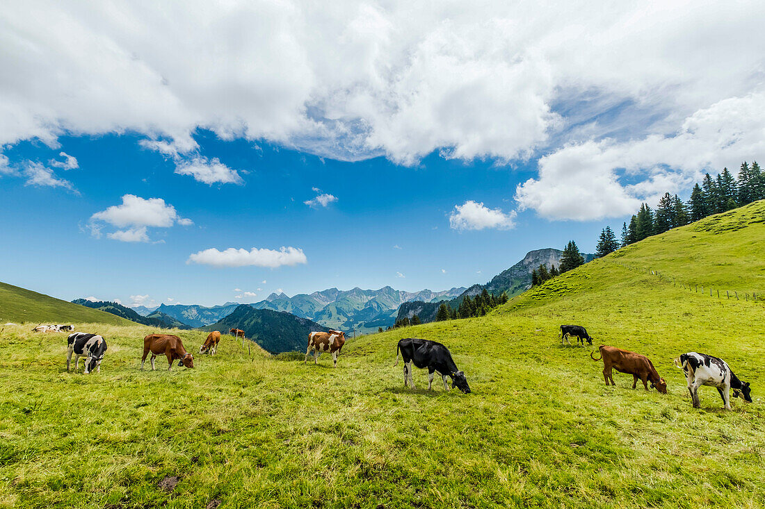 Cows grazing in the mountains near Chatel-Saint-Denis, Gruyere, Kanton Fribourg, Switzerland