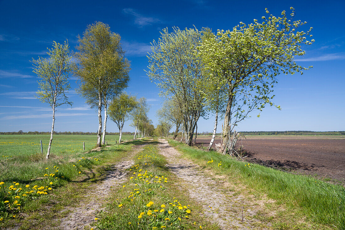 Dirt road with birch trees, Upschört, Friedeburg, Wittmund, Ostfriesland, Lower Saxony, Germany