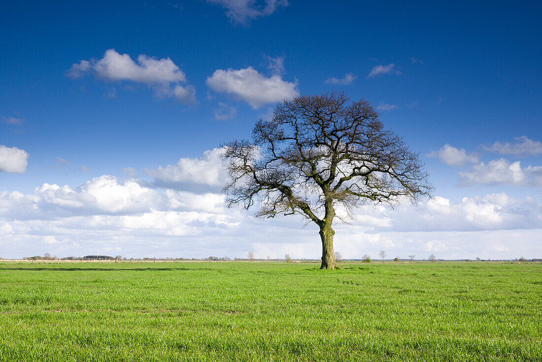 Bald oak tree on pasture, Dose, Friedeburg, Wittmund, Ostfriesland, Lower Saxony, Germany