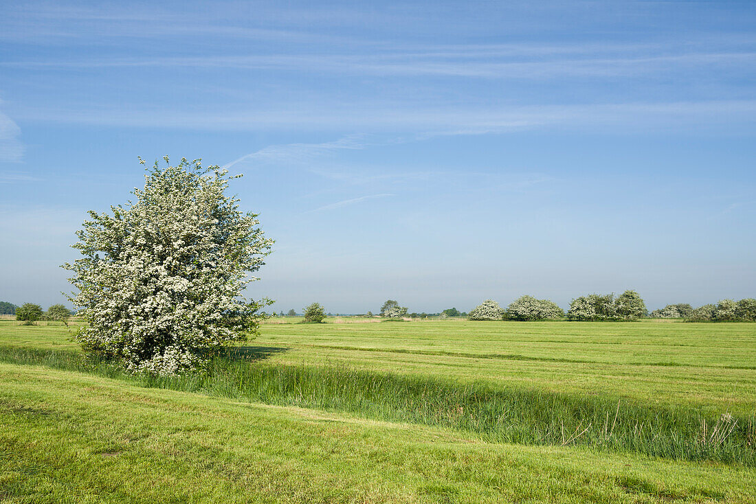 Hawthorn bush on pasture in the morning light, Gödens, Sande, Landkreis Friesland, Lower Saxony, Germany