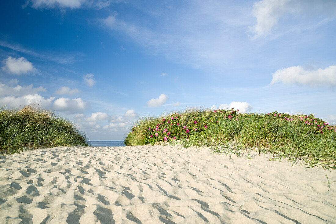 Dune path at the German North Sea, Wattenmeer National Park, Schillig, Wangerland, Landkreis Friesland, Lower Saxony, Germany