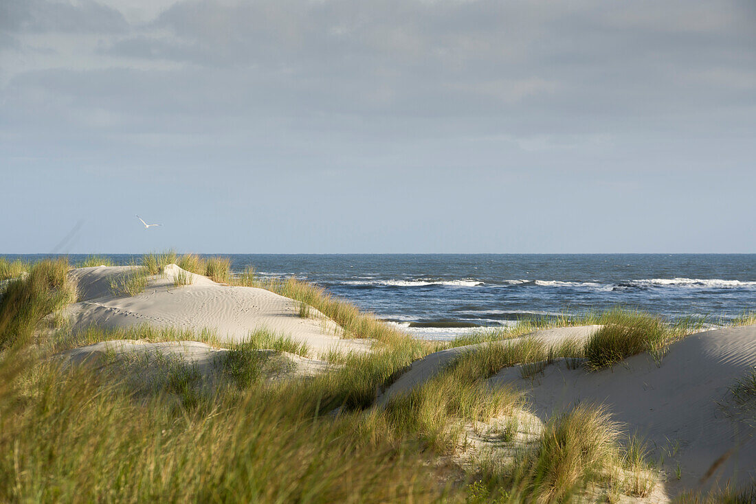 Sanddünen im Morgenlicht, Spiekeroog, Nordsee, Nationalpark Wattenmeer, Ostfriesland, Niedersachsen, Deutschland
