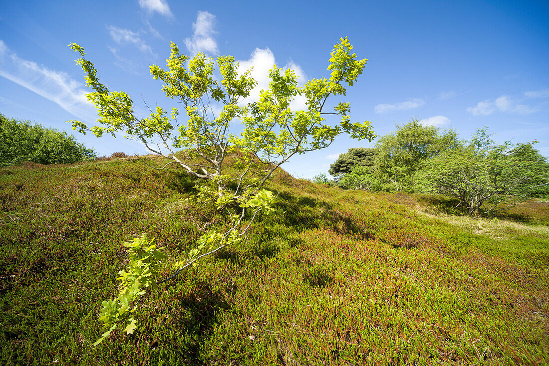Eichenbaum, Heide, Krähenbeere auf Braundüne unter blauem Himmel, Spiekeroog, Ostfriesland, Niedersachsen, Deutschland