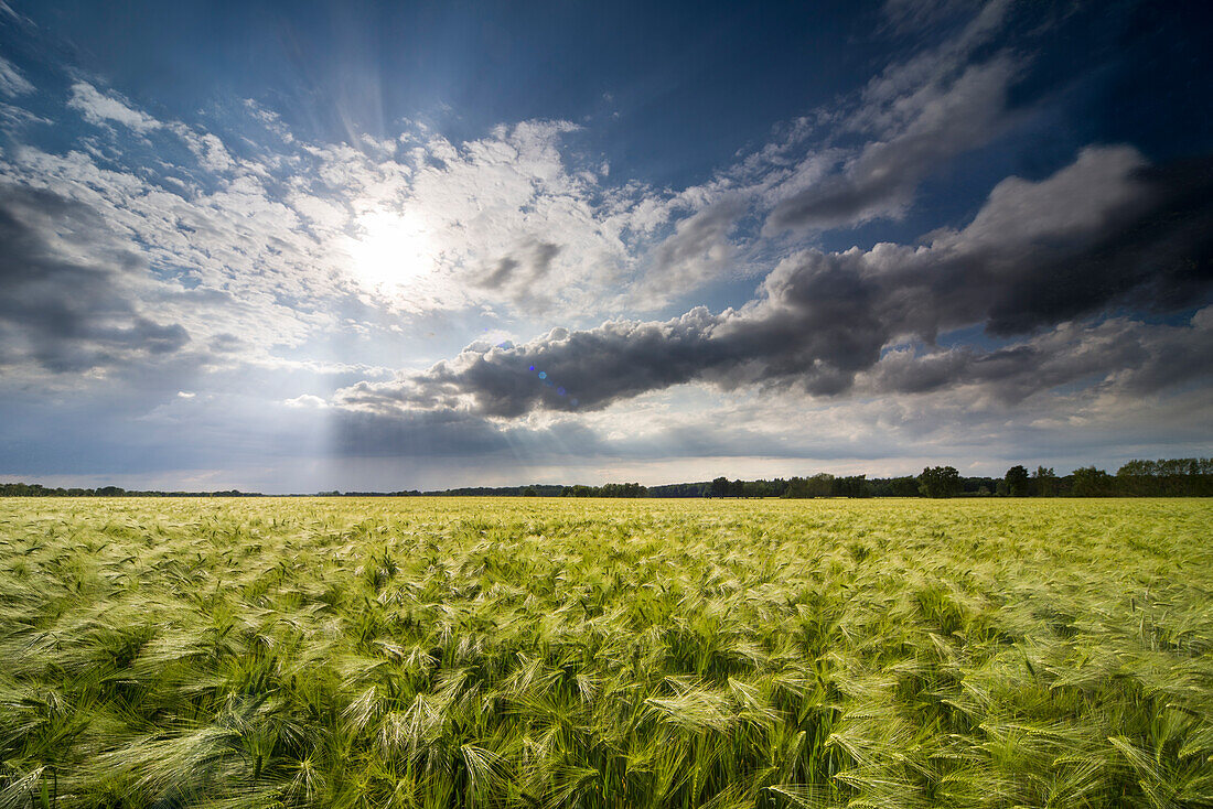 Barley field in the evening light, Goldenstedt, Vechta,  Wildeshauser Geest, Lower Saxony, Germany