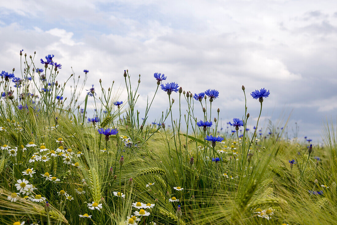 Kornblumen und Kamille im Gerstenfeld, Pestrup, Wildeshausen, Wildeshauser Geest, Niedersachsen, Deutschland